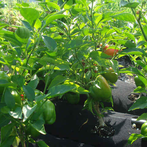 grow peppers gardensoxx