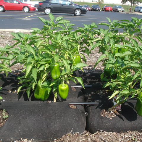 urban gardening peppers with garden soxx