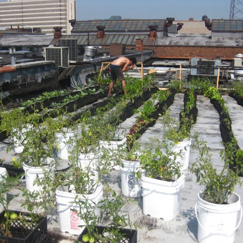 rooftop gardening