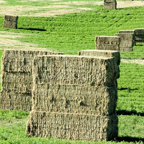 alfalfa yields feed value