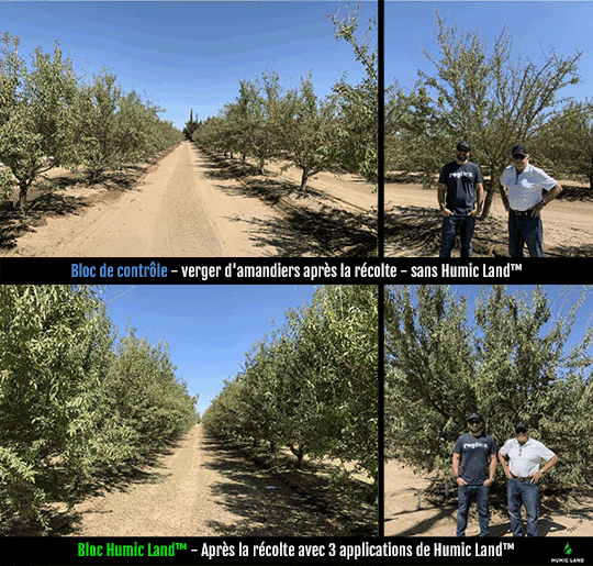 orchards increase foliage reduce phytophthora