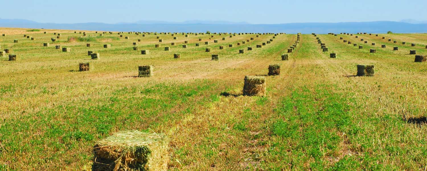 case study on increasing alfalfa yields 