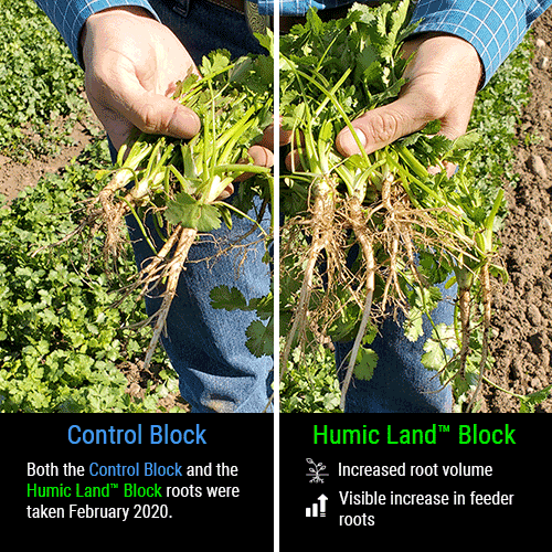 cilantro increased root volume and feeder roots