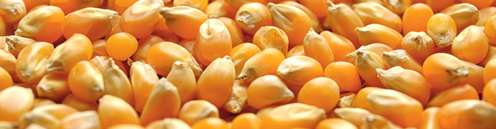 corn seed soaking yield
