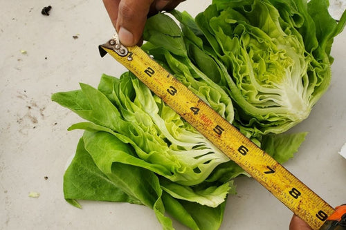 reduce time to harvest for hydroponic lettuce