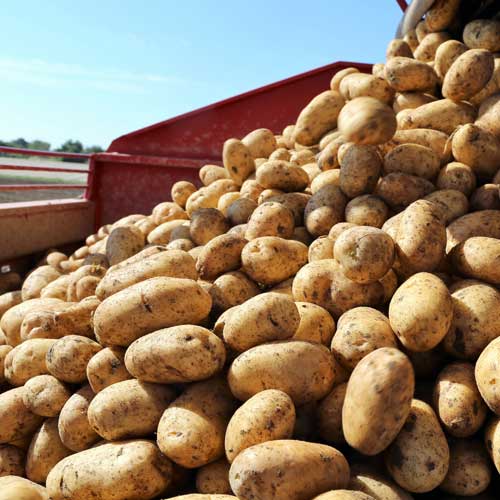 increase potato yield