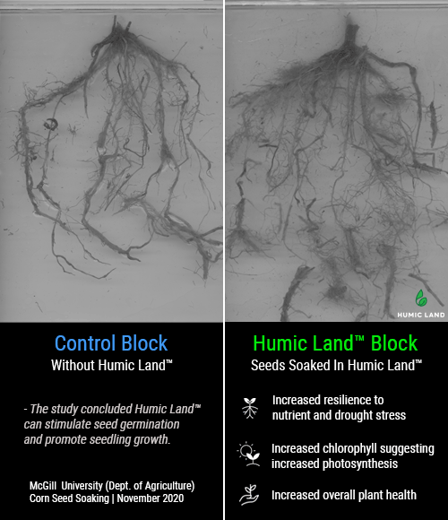 increased root health from seed soaking case study McGill University Department of Agriculture