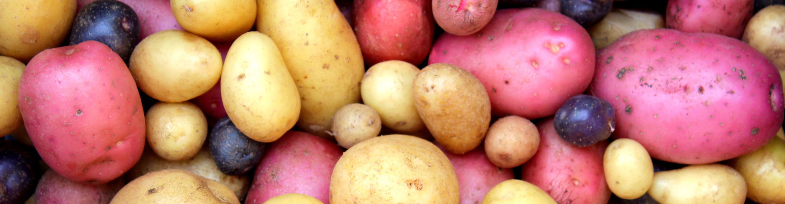 increase potato yields