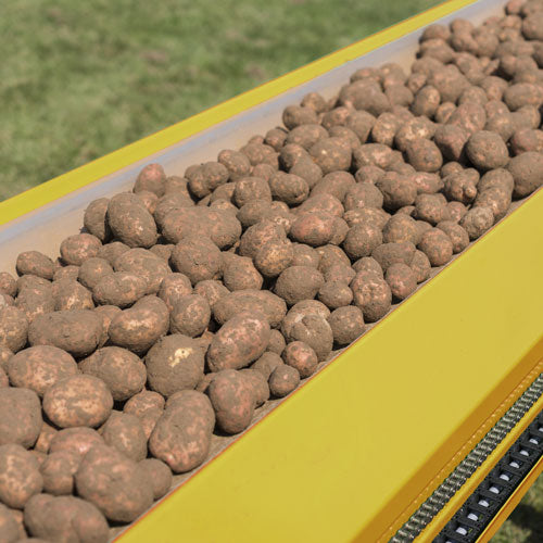 russet potatoes harvested yield
