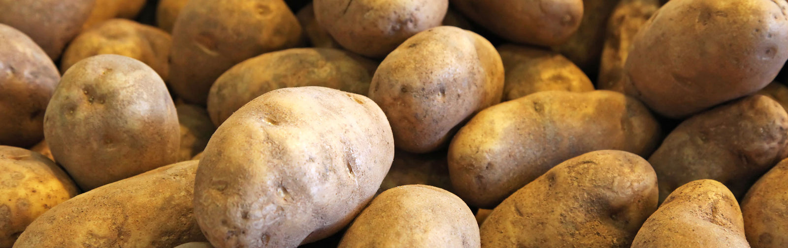 russet potatoes yield case study