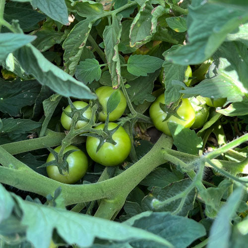 market fresh tomatoes -  yield increase results