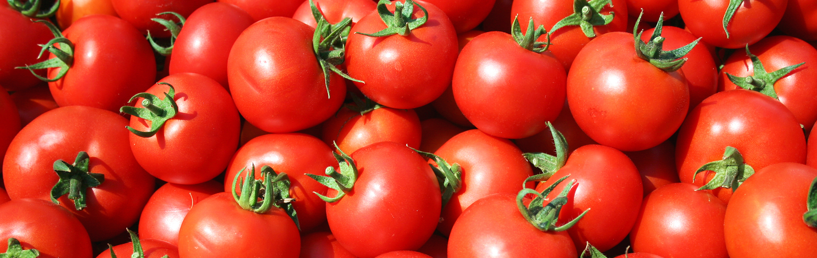 tomato yields case study humic land