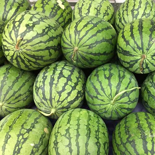 increase watermelon yields