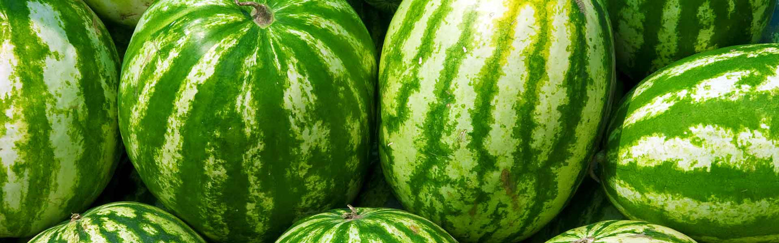 increase watermelon yield