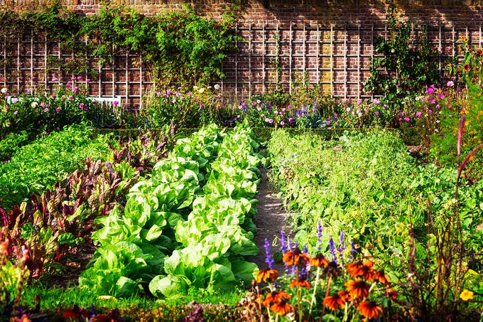 vegetable garden soil amendment